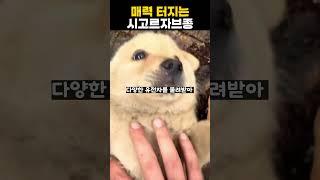 매력터지는 시고르 자브종