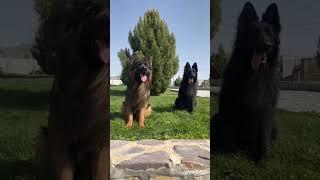 "Adorable German Shepherd Duo: A Heartwarming Video"#karachi #germanshepred #pawsitivetraining #dog