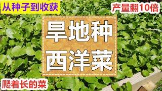 看看【西洋菜/豆瓣菜】的真面目！ 从种子旱地种植到采收, 简单无虫害, 超级鲜嫩, 多年生, 比扦插多收10倍！Planting watercress from seeds to harvest