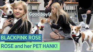 ROSE adopted ABANDONED DOG, Hank! Now, Hank has 1.2 million followers! Amazing! #Blackpink