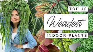 Amazingly WEIRD Houseplants YOU NEED!  Top 10 Wacky and Weird House Plants