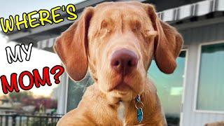 Can a Dog who Lost his Eyes Pick out his Human?  *Emotional