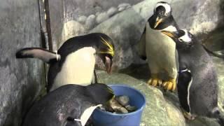 Happy Macaroni Penguins at the Tennessee Aquarium