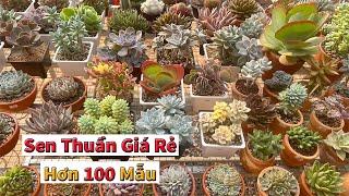 Sen đá khỏe đẹp về chỉ việc ngắm thui | succulent Gia Nghia