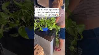 Quem coleciona os dois?#memes #trending #comedy #plantas #dorfleben #rir