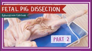 Fetal Pig Dissection (Part 2. Reproductive System & Thoracic Cavity) || Pearls Before Swine [EDU]