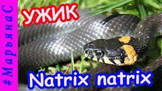 ℳ ручной ужик Natrix natrix, #МарьянаС