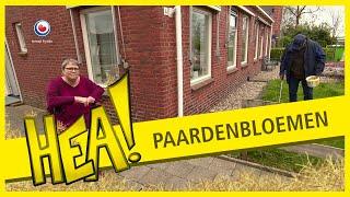 Paardenbloemen uit de tuin | HEA!