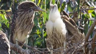 Night Heron Nestling Moons Camera