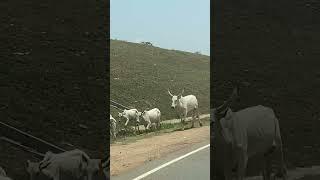 Cattle in the city #adventure #explore #bigwillz #travel #abuja #traveladventure