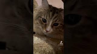 Я знаю де ти була #catsofyoutube #catsworld #cats #scottishfold #мейн #cat #скотишфолд #