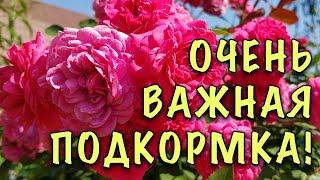 Чем ПРАВИЛЬНО подкормить РОЗЫ ОСЕНЬЮ, чтобы они ХОРОШО перенесли САМУЮ СУРОВУЮ зиму