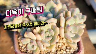 [인천다육]잘 키운 자연군생다육의 가치