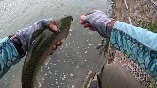 Bow River Blue Wing Olive Dry Fly Action!!!