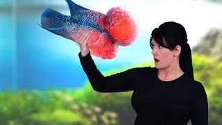 Top 10 Most Controversial Aquarium Fish