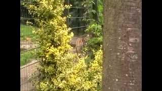 27. Juni 2009: Impressionen aus dem Tierpark Ströhen