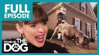 Can These Three Mighty Mastiffs be Tamed? | Full Episode | It's Me or The Dog