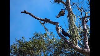 Acorn Woodpecker Granary