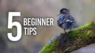 Beginner Bird Photography: Settings, Framing, & More