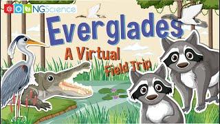 Everglades – A Virtual Field Trip