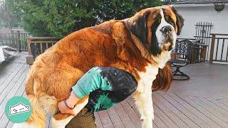 Gigantic St. Bernard is Acting Silly Like a Baby | Cuddle Buddies