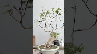 How to make a Pipal Bonsai??  #bonsai #viralvideo #shortsfeed #shorts #short #viralshorts #ytshorts