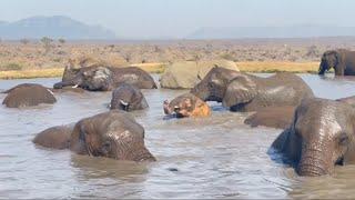 Khanyisa is One Very Pink Albino Elephant as She Washes in the Water