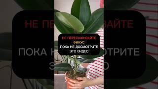 НЕ ПЕРЕСАЖИВАЙТЕ фикус, пока не досмотрите это видео#цветы#сад#комнатныерастения#садовод#подкормки