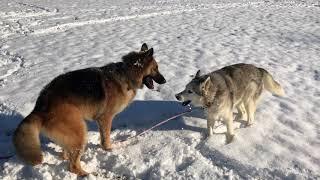 Zeus and Kaden playing in the snow