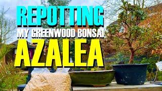 DISASTER Repotting my Greenwood Azalea BonsaI!!!