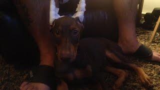 RUSTY THE DOBERMAN(GET OUTSIDE OHIO)