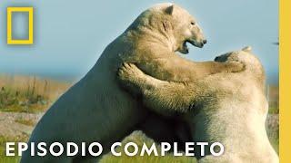 Arriesgarse o Morir | Noche De Pelea Animal | Nat Geo en Español