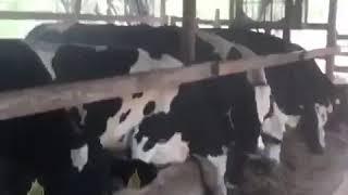 Mundo campesino RD ganaderos dominicanos trabajan para el bien estar de sus vacas.