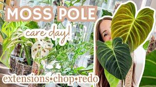 moss pole care extensions | chops | re-dos