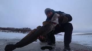 Стучим налима со льда в палатке. Первый лёд в Саскылахе.