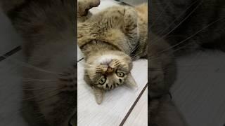 Будь в плюсе #cat #shortvideo #прикольныекоты #youtube #юмор