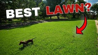 How I Fixed an Ugly Lawn // Kikuyu Lawn Journey