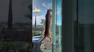 When Your Cat Is Determined To Go Outside
