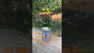 Hồ điệp vườn mới nở, cây căng khoẻ cực kỳ@hoalanhanoi688 0974702106