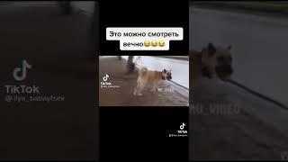 Почему это так смешно?