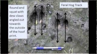 Identification of Deer and Feral Hog Tracks