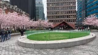 London - Beautiful Cherry Blossom Trees - Date: 30.03.2023