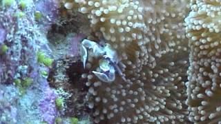 Camouflage and Concealment on the Reef