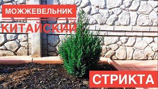 СтриктаStrictaНеприхотливый можжевельник для сада