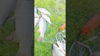 сазаны и язи на нуре.#рыбалка #fishing#нура#сазан#язь