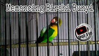 Masteran Lovebird Jantan Birahi Tinggi Untuk Memancing Birahi Bunyi