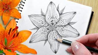 How to Draw a Lily Flower With Pencil