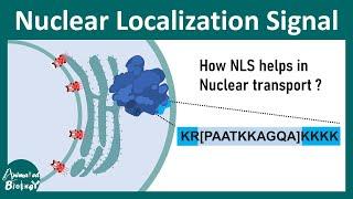 Nuclear Localization Signal (NLS) | Transport of nuclear protein in the nucleus | Nuclear import