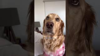 My golden retriever think she’s pregnant but she’s not! #goldenretriever #dogs #sad