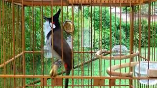 thailand bird sounds Thailand bird - Birds sounds เสียงนก นกร้องขับกล่อมผ่อนคลาย สบายๆ